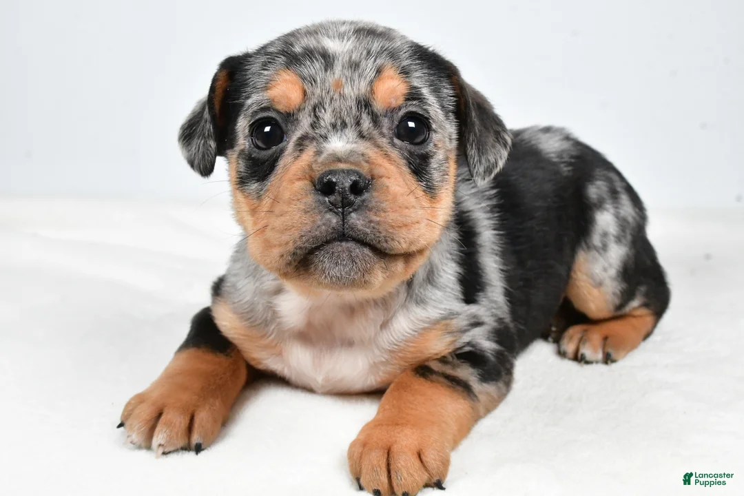 Beabull dogs for sale: Lyndsey - Ad 5