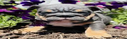 English Bulldog dogs for sale: Cecilia - Ad 5