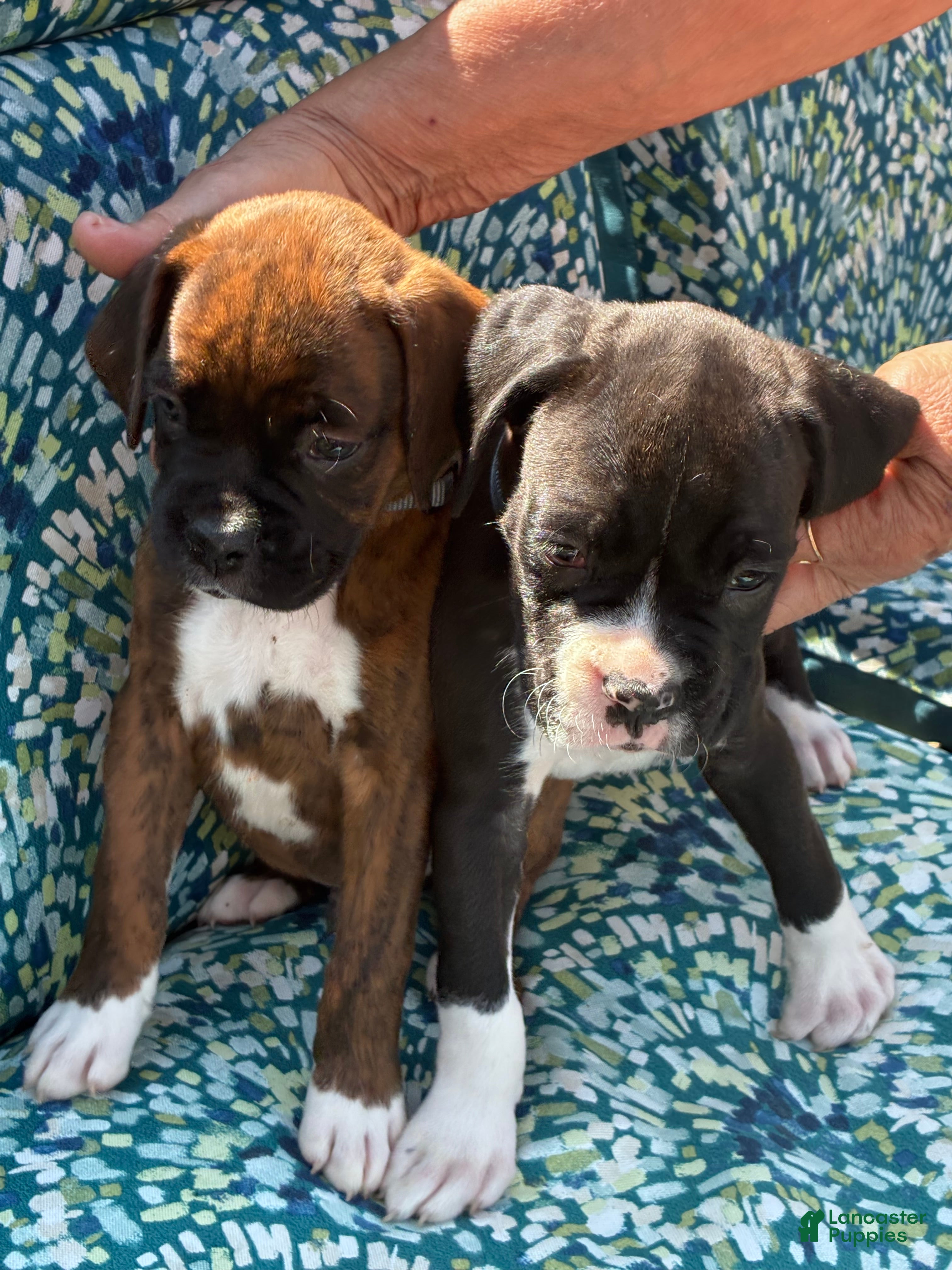 Boxer dogs Boxer 5 - Ad 6
