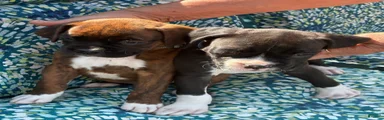 Boxer 5