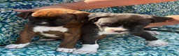 Boxer dogs for sale: Boxer 5 - Ad 1