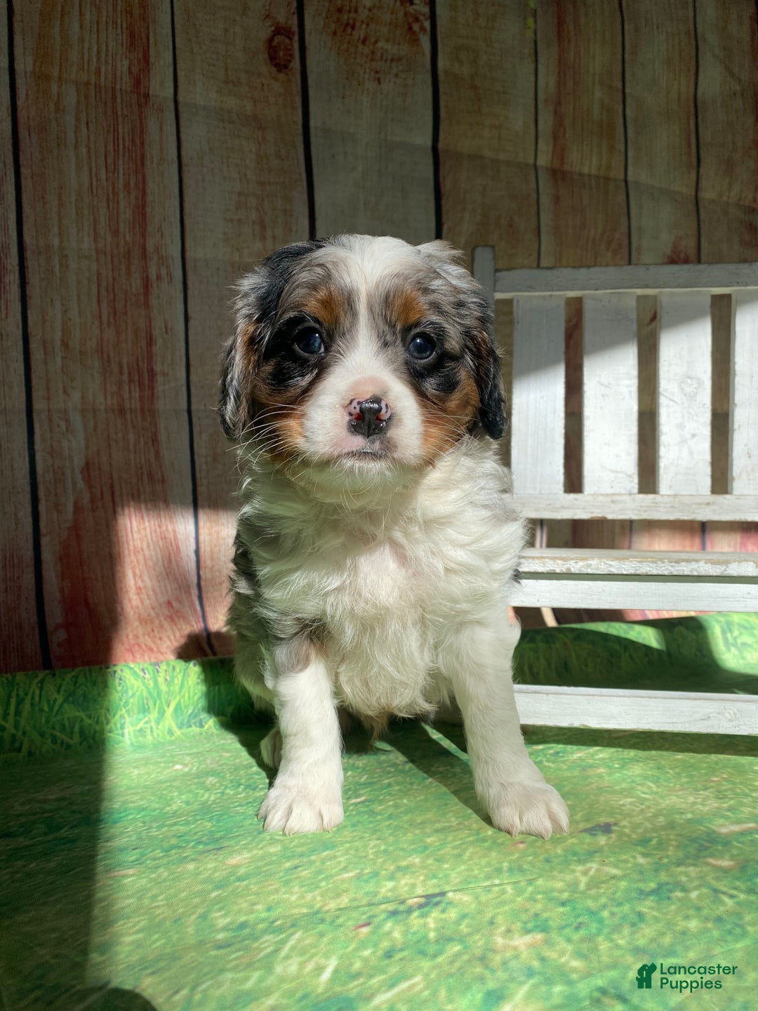 Mini Bernedoodle dogs for sale: Montana - Ad 4