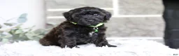 Yorkiepoo dogs for sale: Charlie  - Ad 12