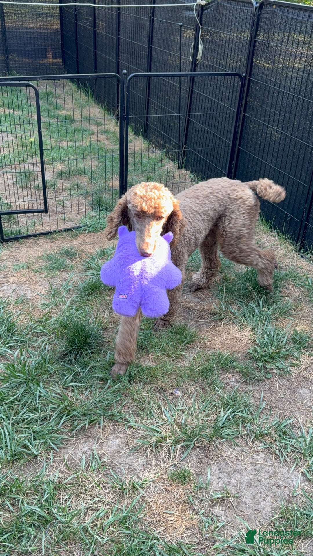 Goldendoodle dogs for sale: Mocha - Ad 8