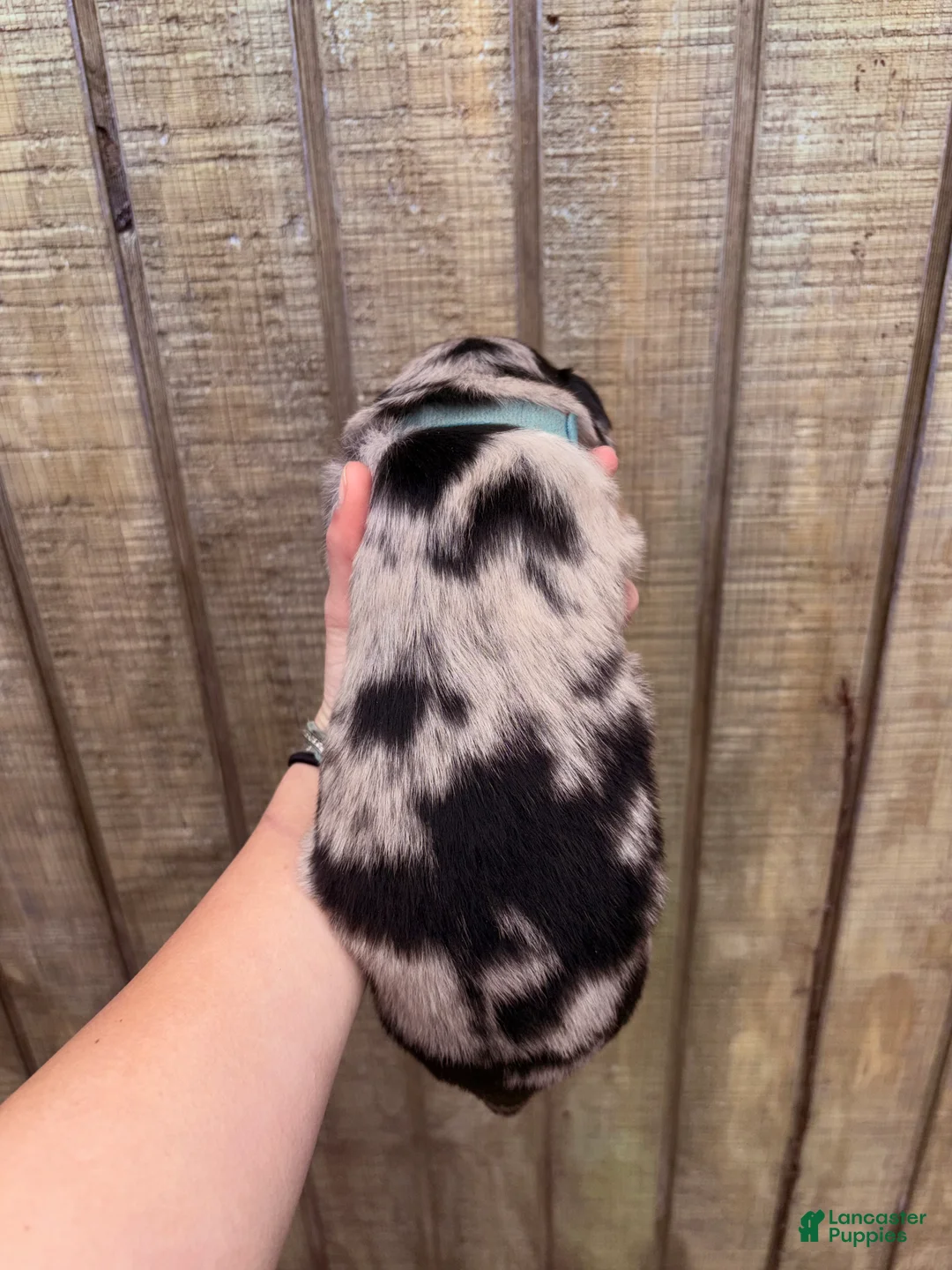 Australian Shepherd dogs for sale: Australian Shepherd Puppy 1 - Ad 2