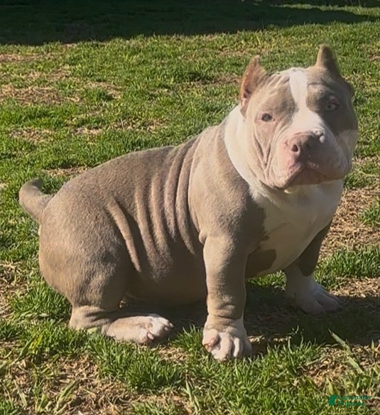 American Bully dogs Armani  - Ad 1