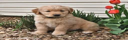Golden Retriever dogs for sale: Roy  - Ad 9