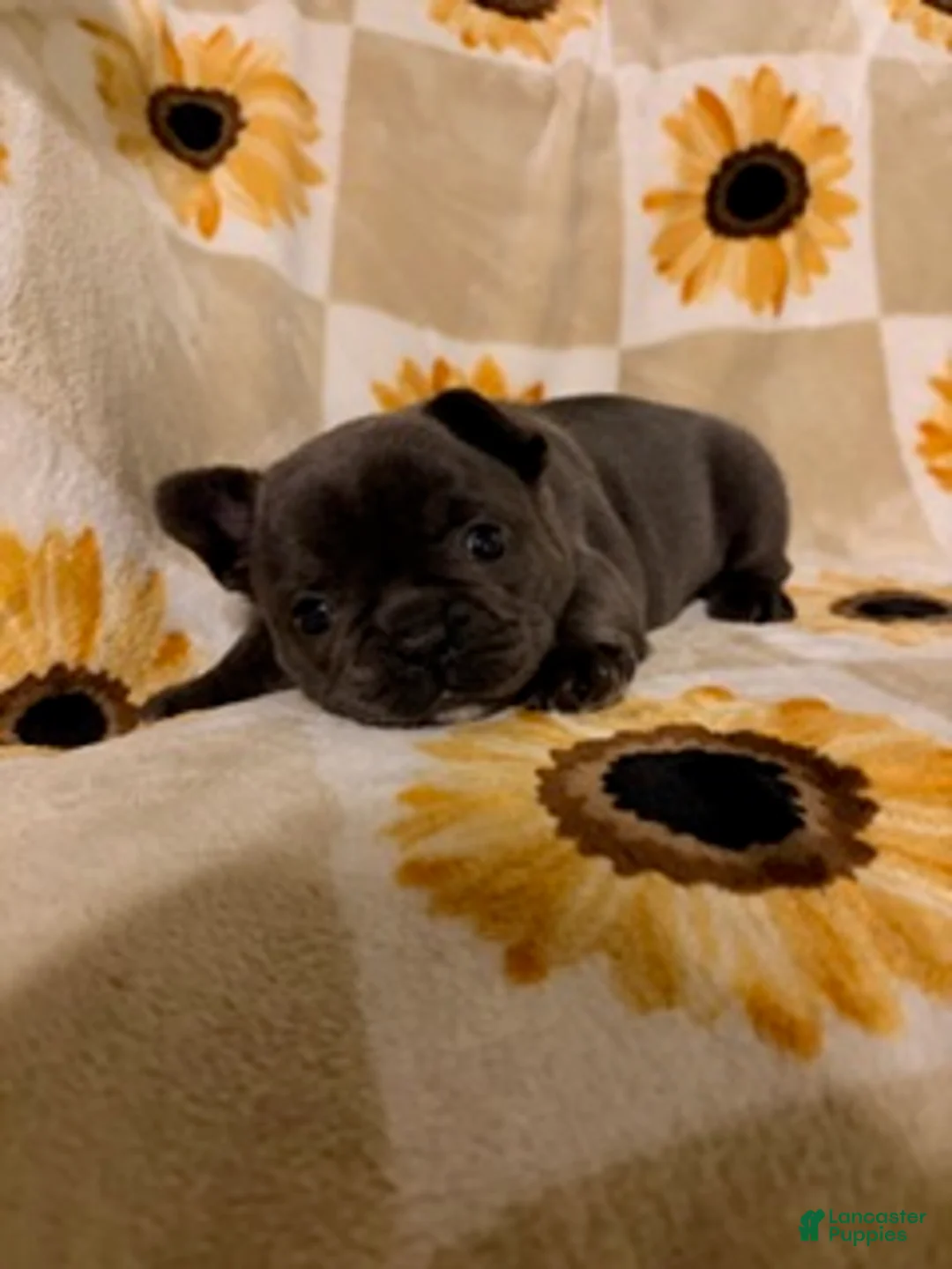 Mixed Breed dogs for sale: Olive - Ad 1