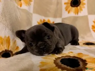 Mixed Breed dogs Olive - Ad 32