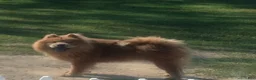 Chow Chow dogs for sale: Chow Chow 1 - Ad 2