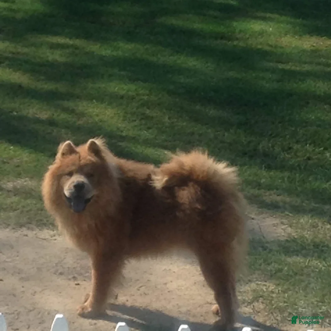 Chow Chow dogs for sale: Chow Chow 1 - Ad 2