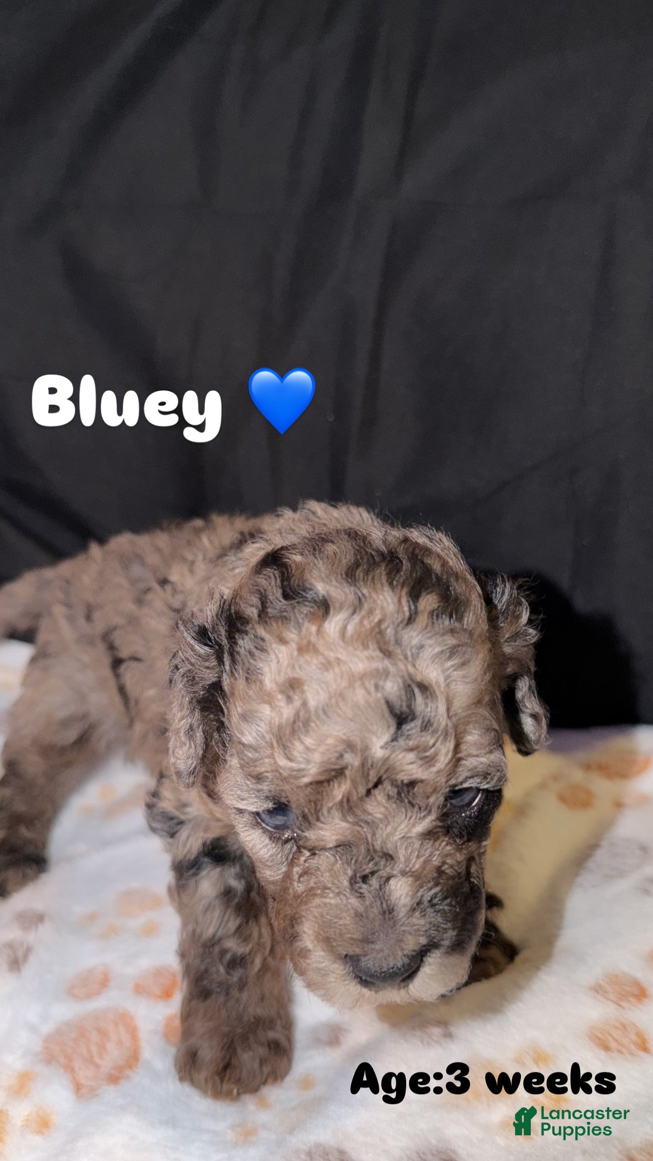 Miniature Poodle dogs Bluey - Ad 4