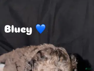 Miniature Poodle dogs Bluey - Ad 4
