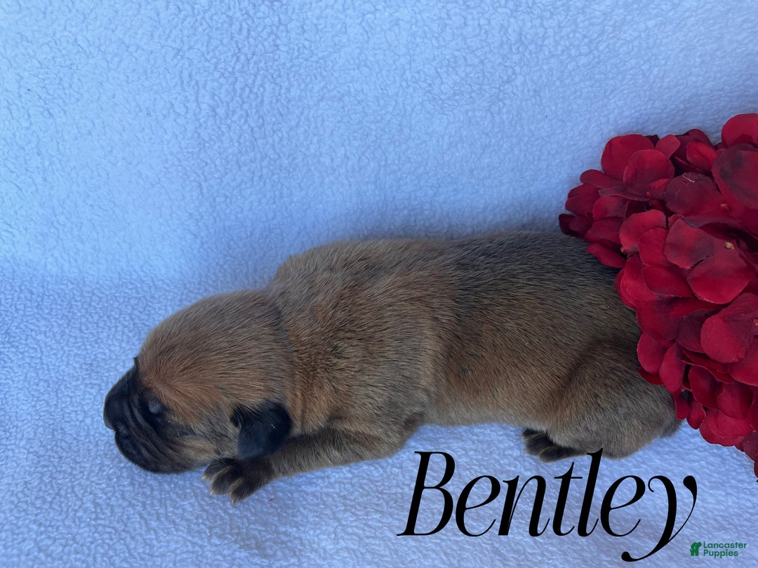 Cane Corso dogs for sale: Bentley - Ad 3