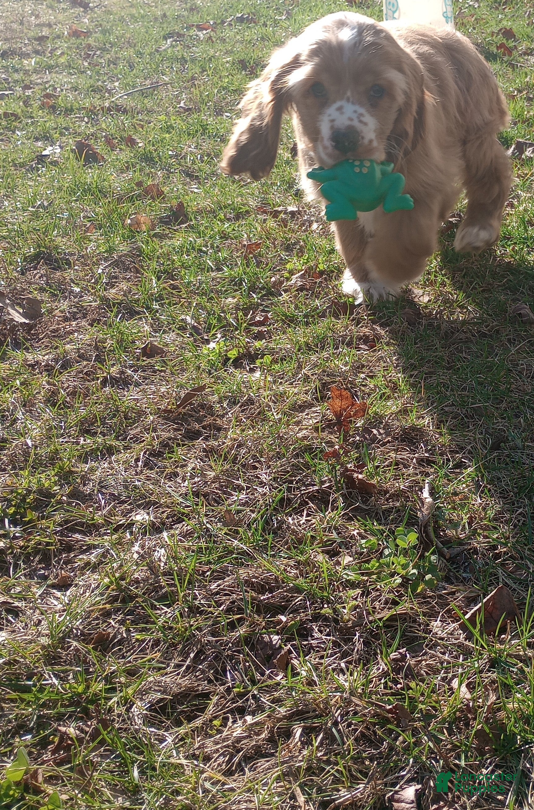 Cocker Spaniel dogs King - Ad 2