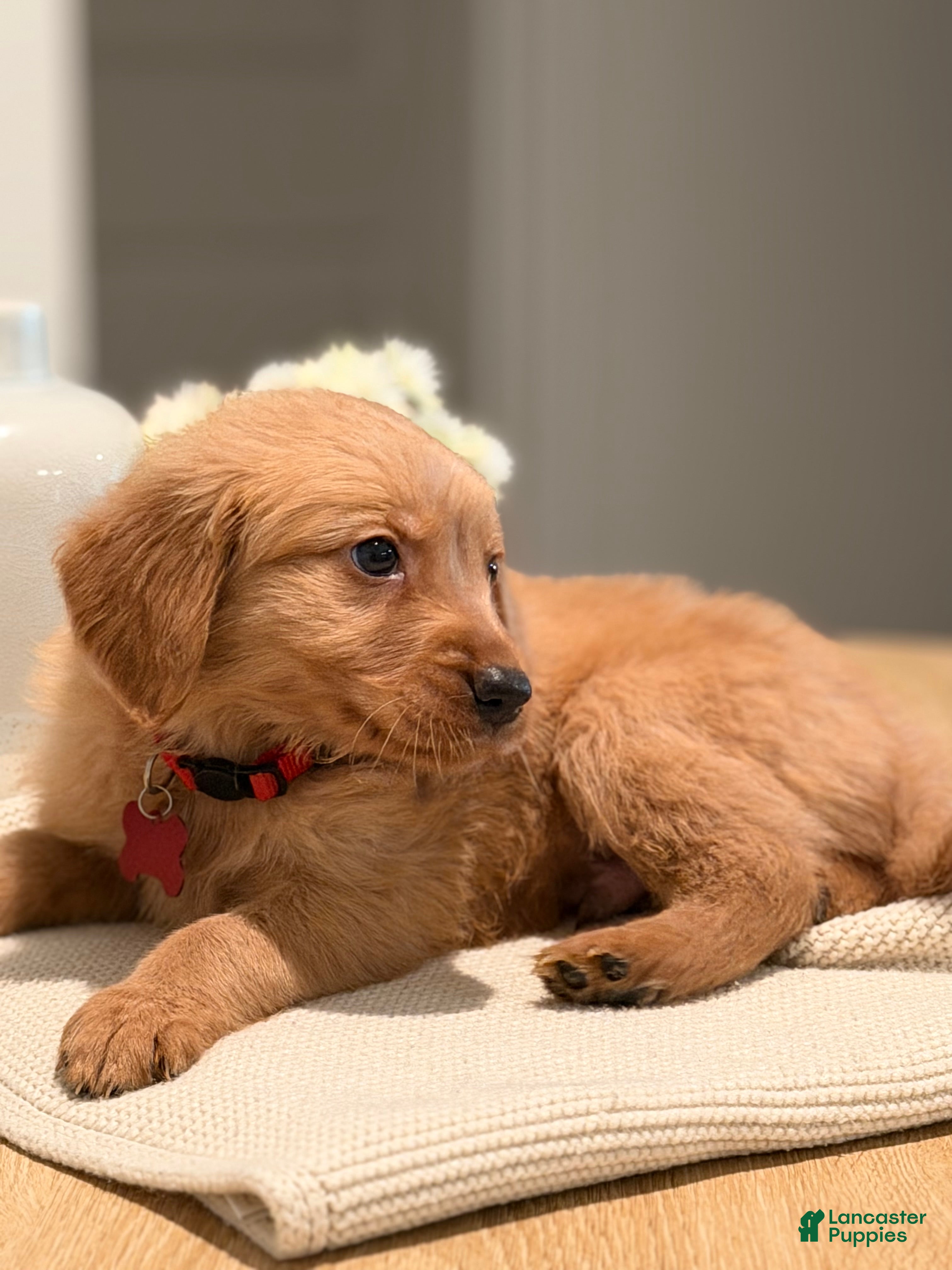 Golden Retriever dogs Golden Retriever Puppy 4 - Ad 34