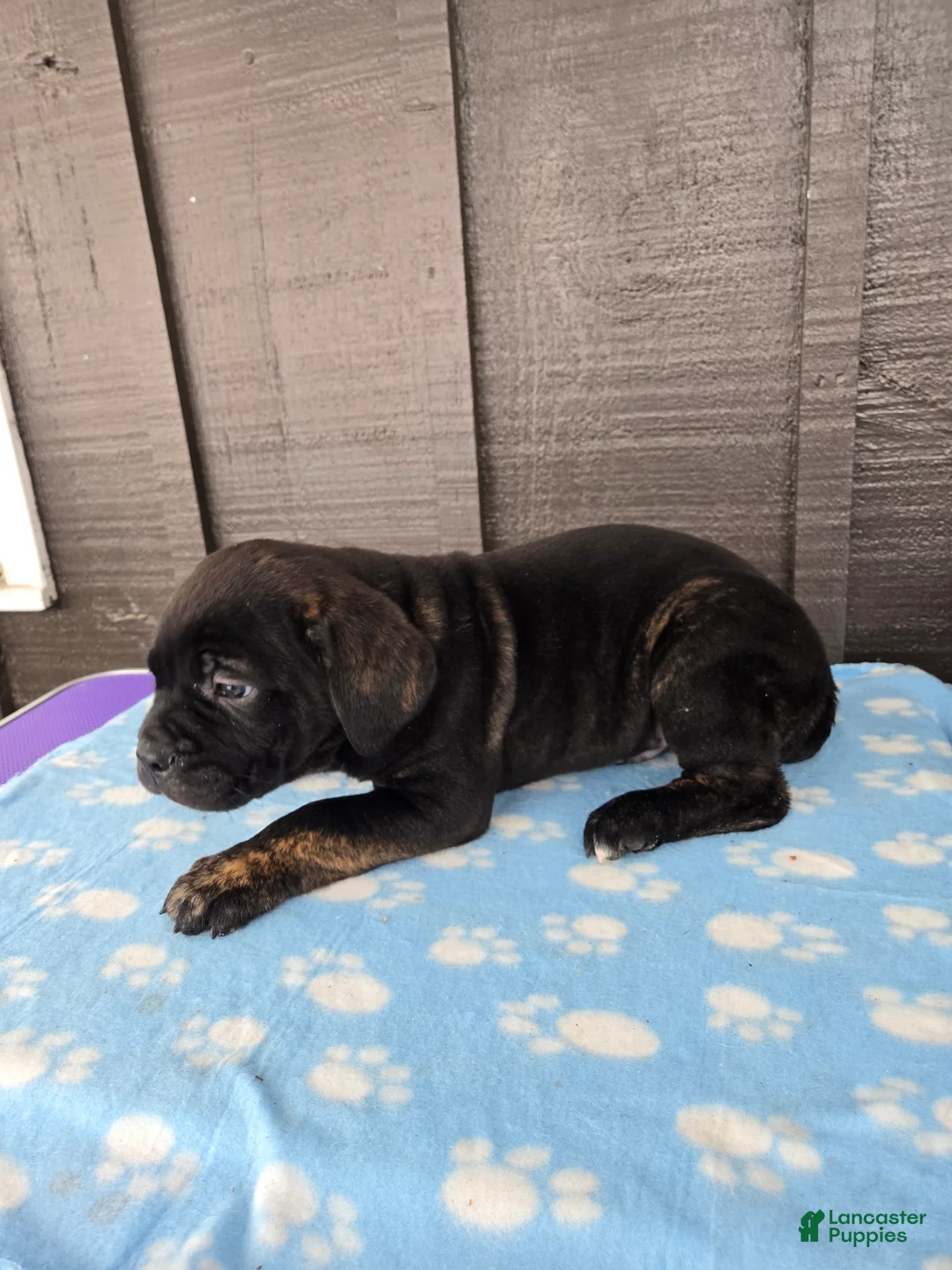 Cane Corso dogs for sale: Luigi  - Ad 4
