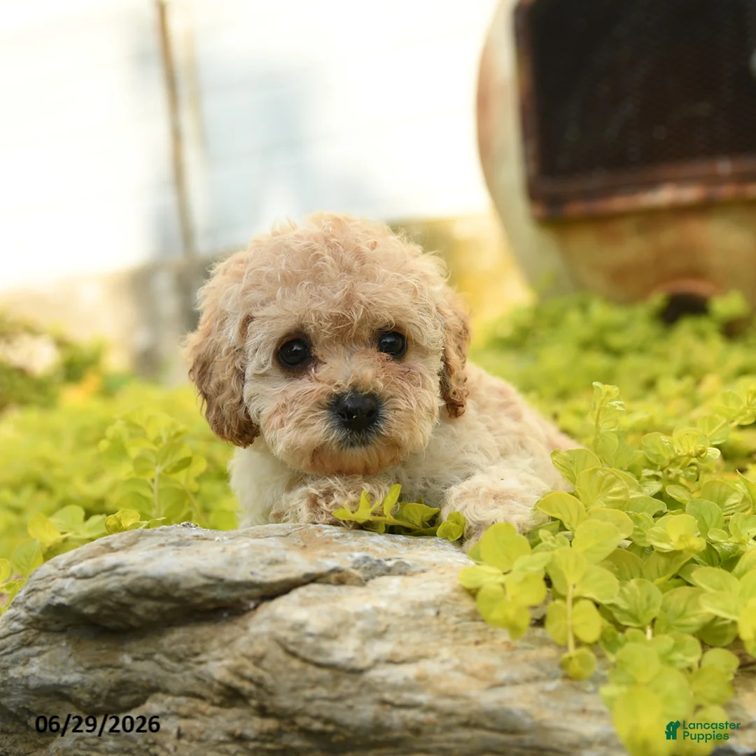 Toy Poodle dogs for sale: Dandy - Ad 2
