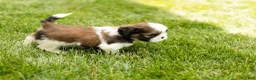 Shih Tzu dogs for sale: Gunner - Ad 6