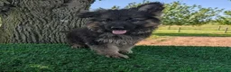 German Shepherd dogs for sale: Bruce - Ad 3