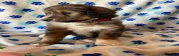 Mixed Breed dogs for sale: Maisie - Ad 2