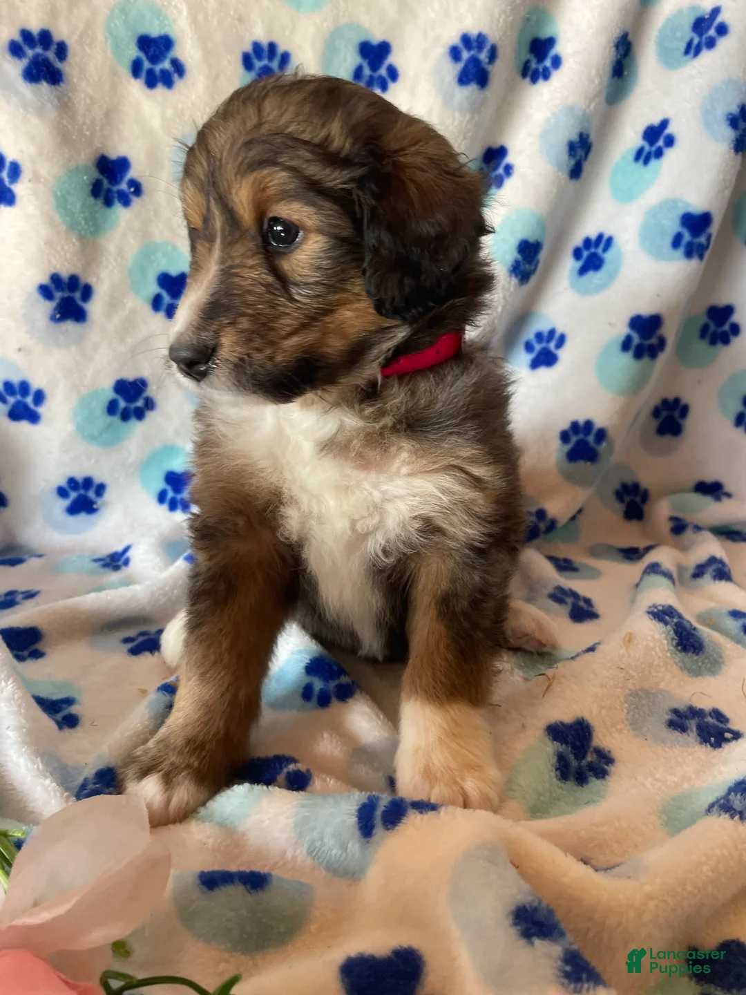 Mixed Breed dogs for sale: Maisie - Ad 2