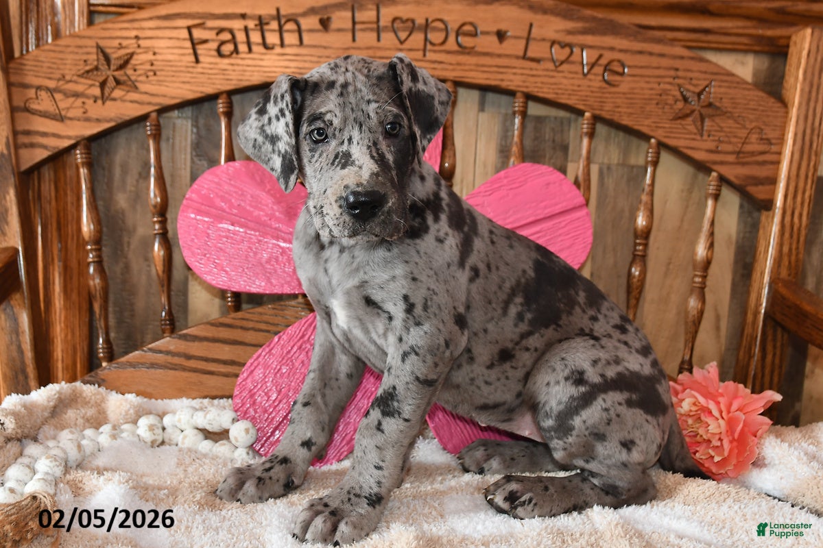 Great Dane dogs Snazzy - Ad 8