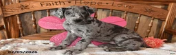 Great Dane dogs for sale: Snazzy - Ad 1