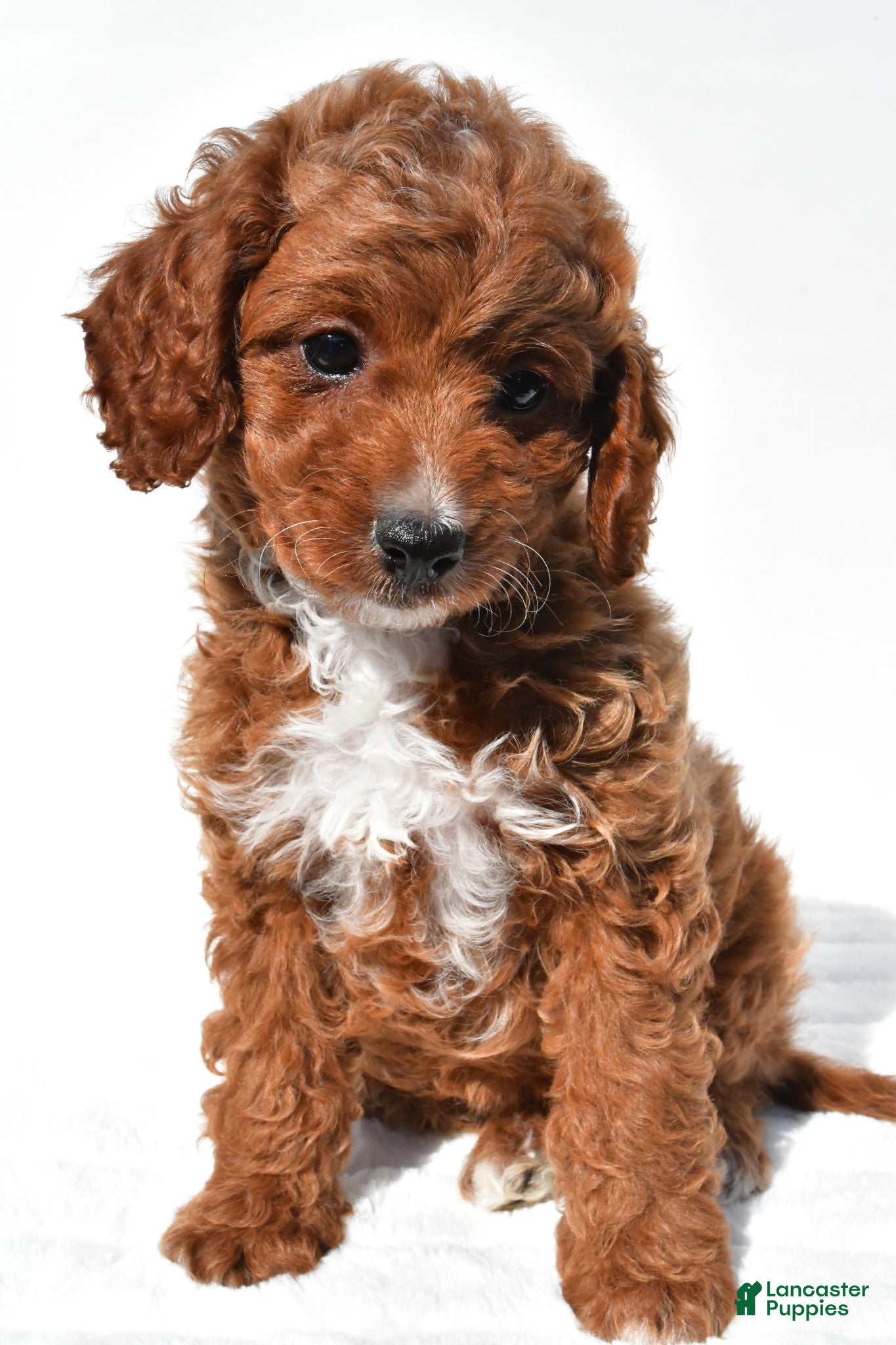 Cavapoo dogs Jasper - Ad 2