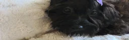 Yorkiepoo dogs for sale: Yorkiepoo Female 3-Month-Old ❤️ - Ad 31