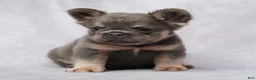 French Bulldog dogs for sale: Caleb - Ad 7