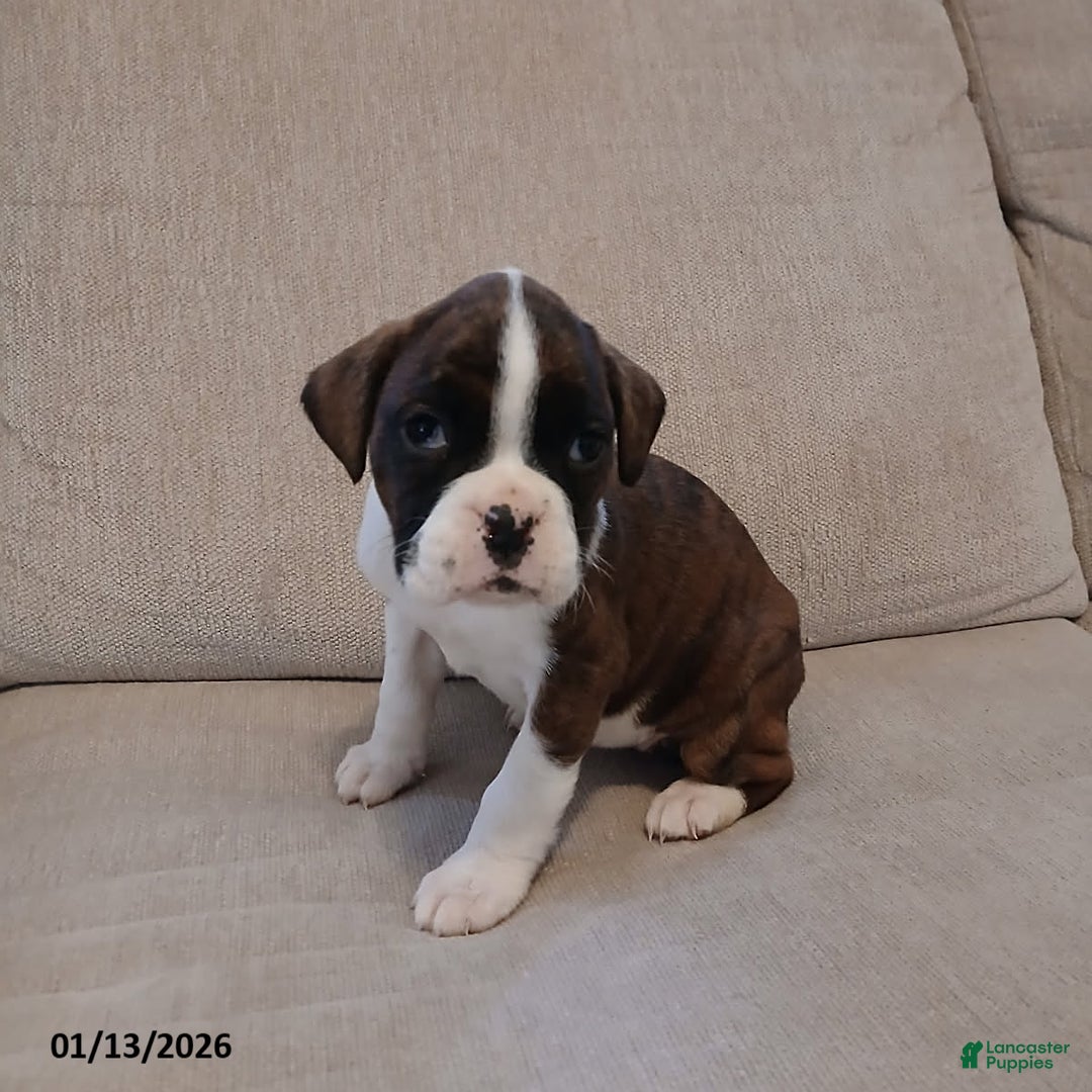 Boxer dogs for sale: Amy - Ad 2