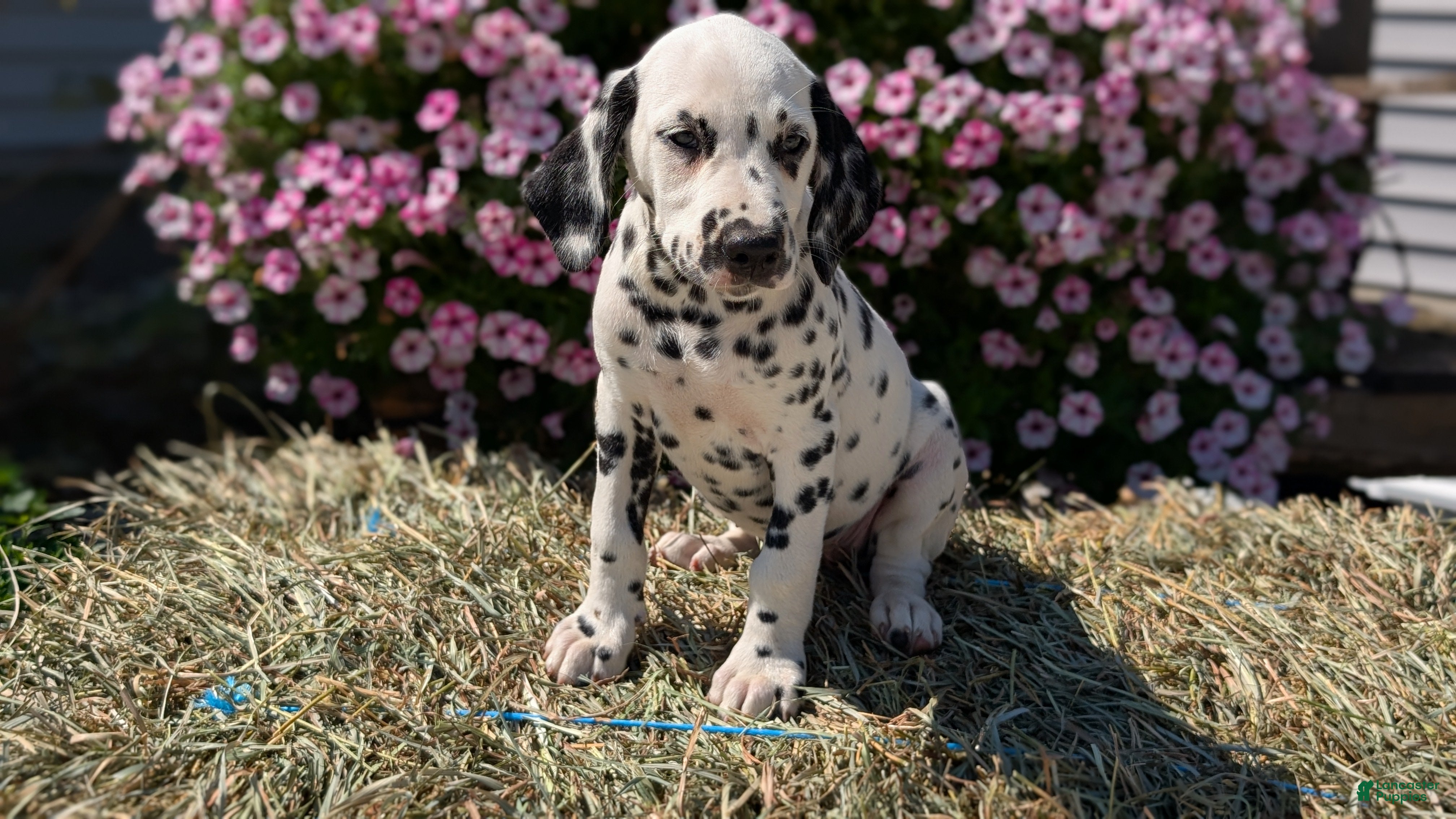 Dalmatian dogs Chloe - Ad 2