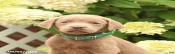 Labrador Retriever dogs for sale: Max - Ad 4