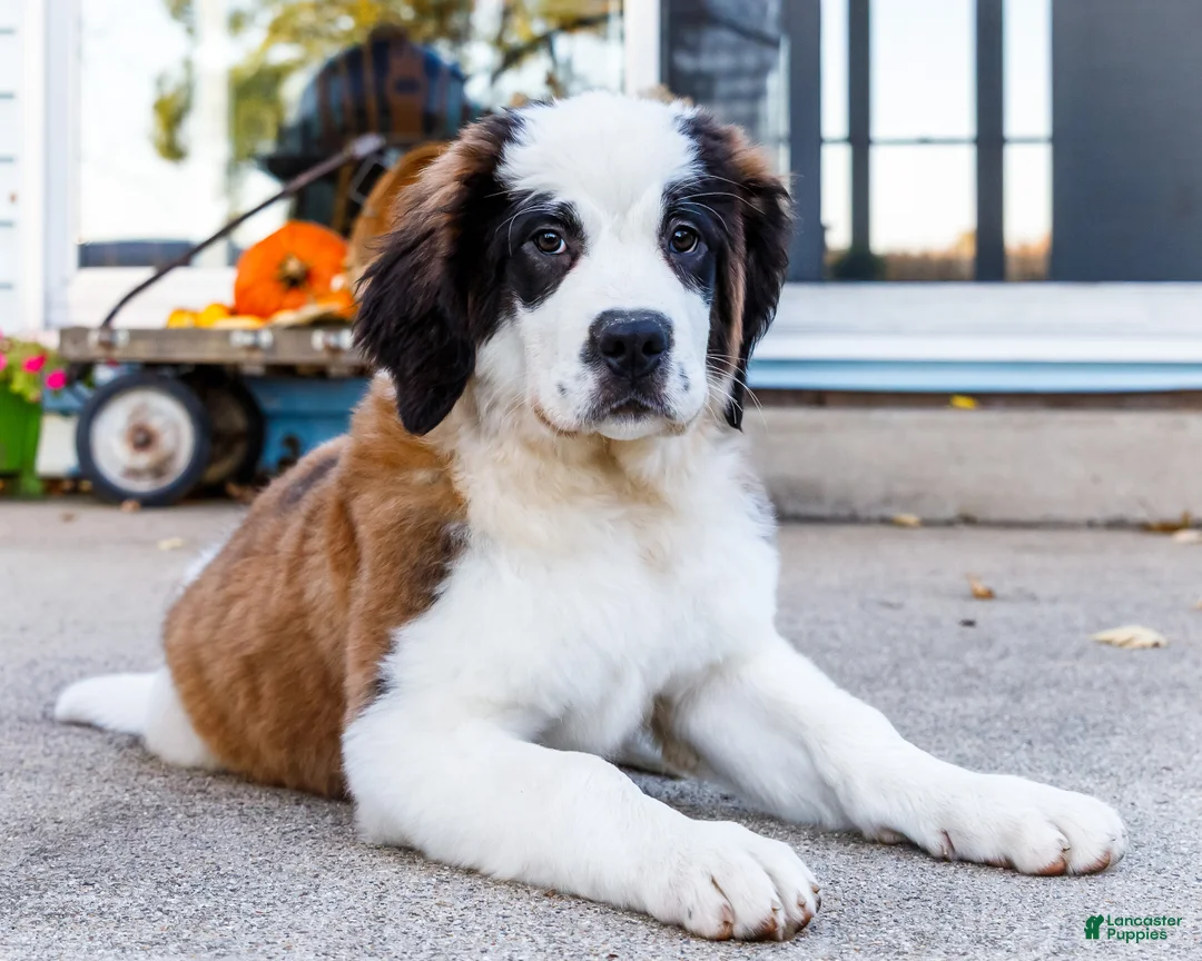 Saint Bernard dogs for sale: Smarty - Ad 1