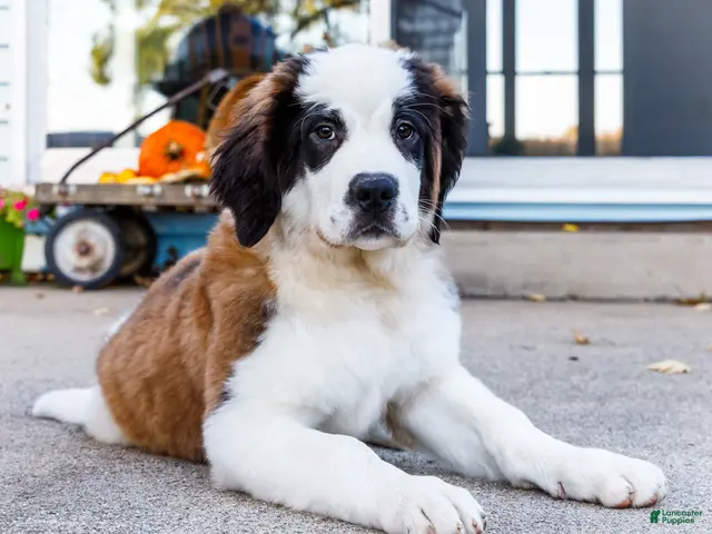 Saint Bernard dogs Smarty - Ad 1