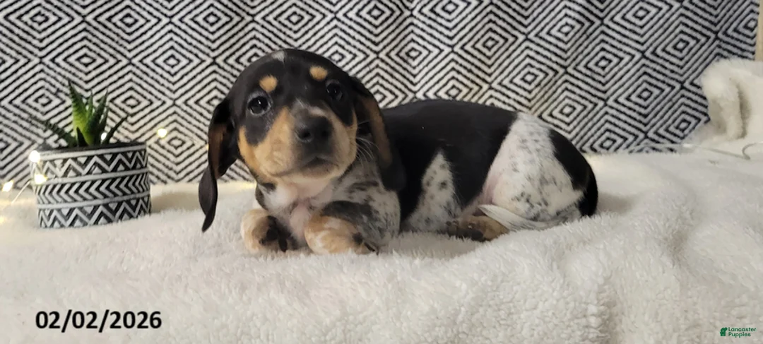 Miniature Dachshund dogs for sale: Joy - Ad 2