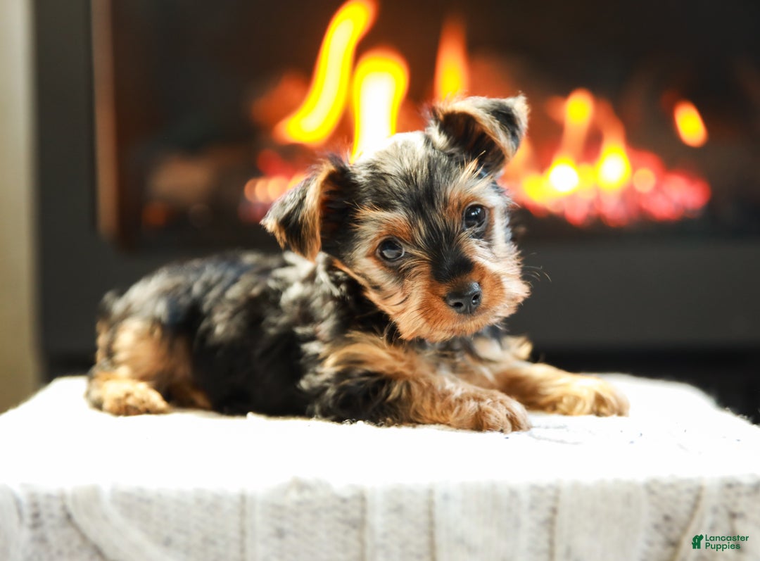 Yorkshire Terrier dogs for sale: Henry Teacup - Ad 4
