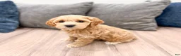 Cockapoo dogs for sale: Rainey - Ad 5