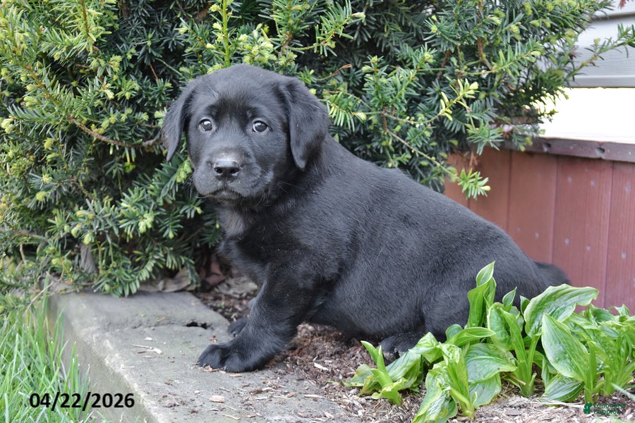 Labrador Retriever dogs Wyatt - Ad 2