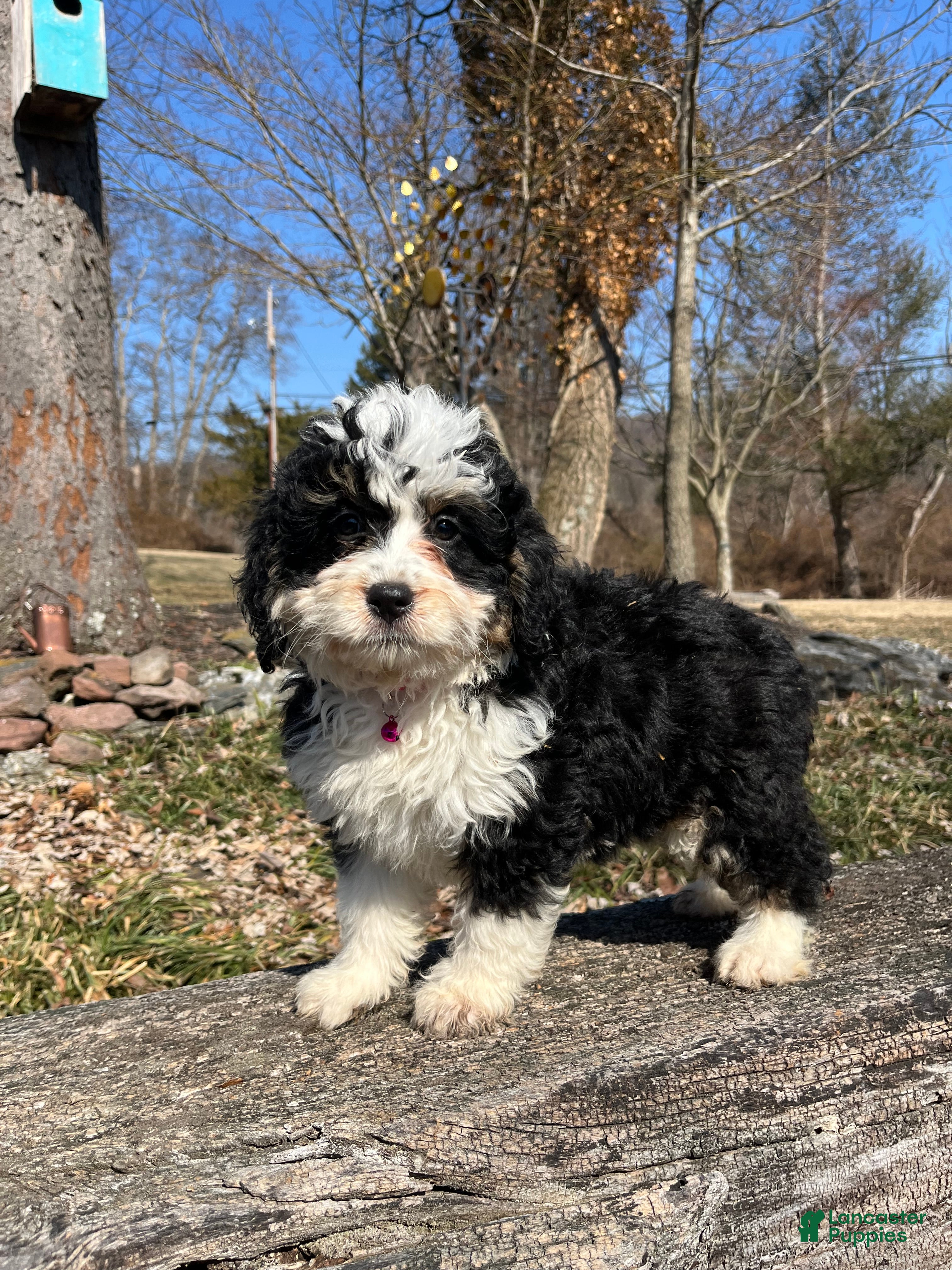 Mini Bernedoodle dogs Kahlua - Ad 1
