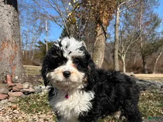 Mini Bernedoodle dogs for sale: Kahlua - Ad 4