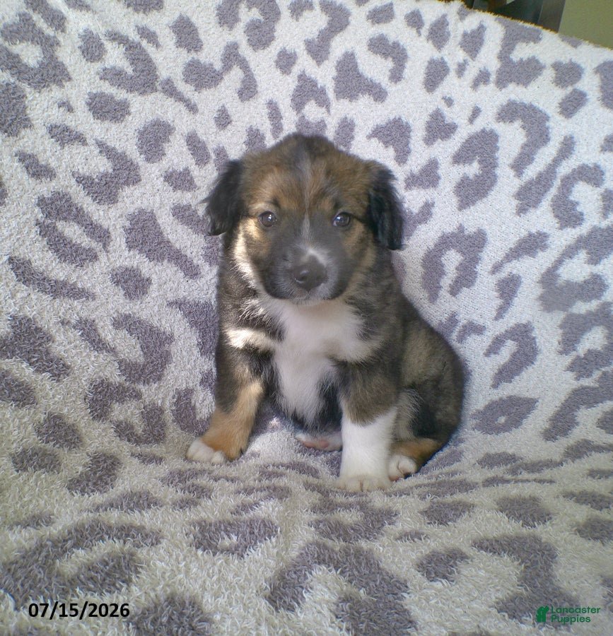 Miniature Australian Shepherd dogs Lily - Ad 2