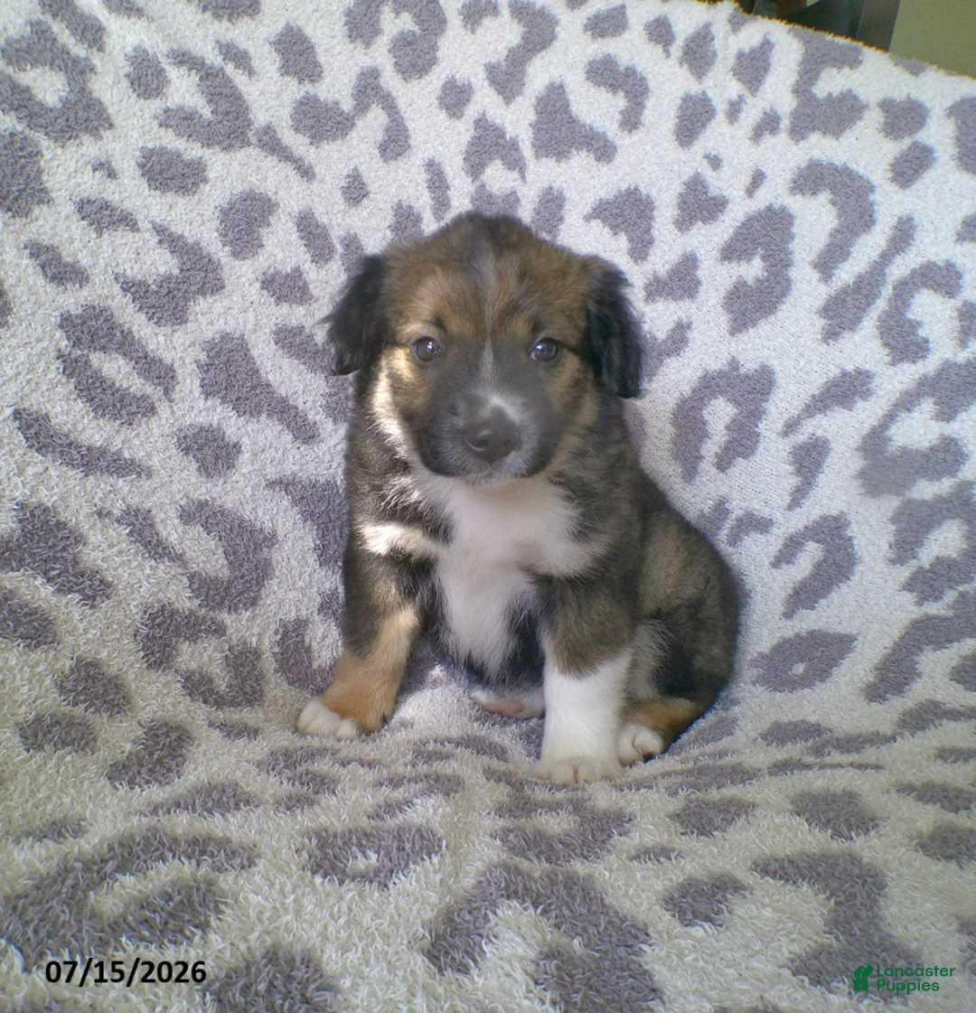 Miniature Australian Shepherd dogs for sale: Lily - Ad 2