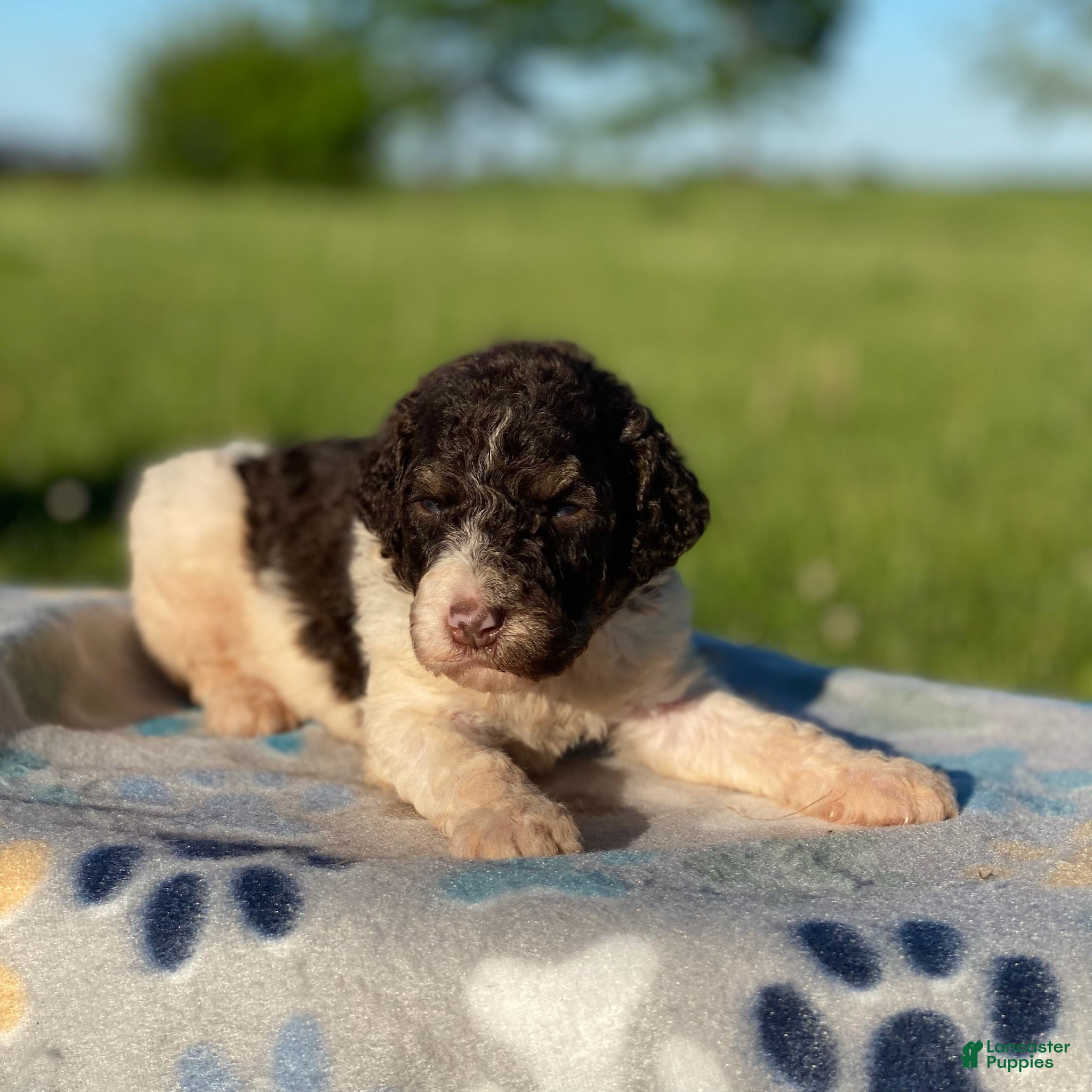 Standard Poodle dogs Milo - Ad 39