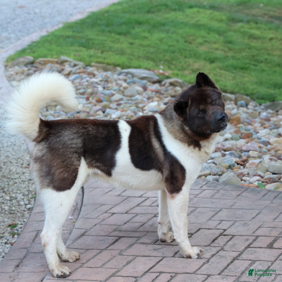 Akita dogs for sale: Trevor - Ad 45