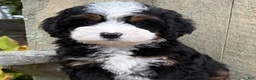 Mini Bernedoodle dogs for sale: 💚IN BOSTON MASSACHUSETTS AREA💚TRADITIONAL TRI COLOR💚MINI BERNEDOODLE BOY💚 - Ad 10