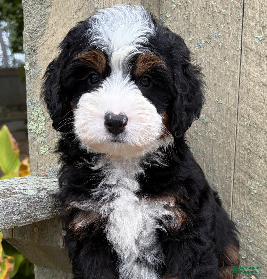 Mini Bernedoodle dogs for sale: 💚IN BOSTON MASSACHUSETTS AREA💚TRADITIONAL TRI COLOR💚MINI BERNEDOODLE BOY💚 - Ad 10