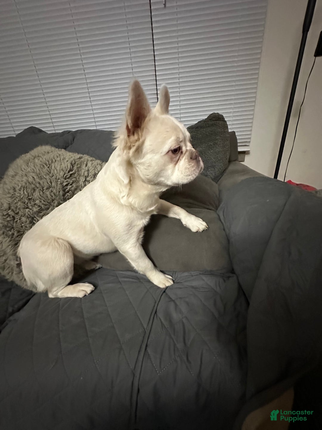 French Bulldog dogs for sale: Dolly  - Ad 6