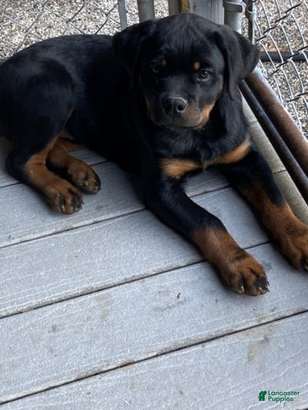 Rottweiler dogs for sale: Rottweiler Puppy 6 - Ad 3